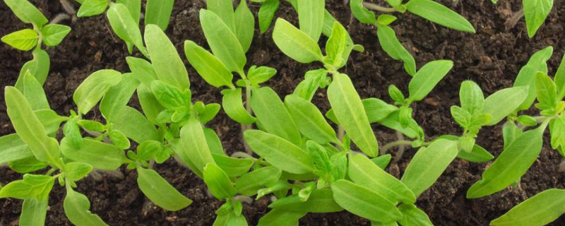 番茄幼苗怎样浇水（番茄幼苗怎样浇水施肥）