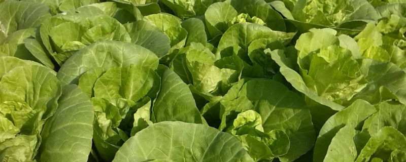 快菜的种植温度和时间 快菜的种植时间和方法