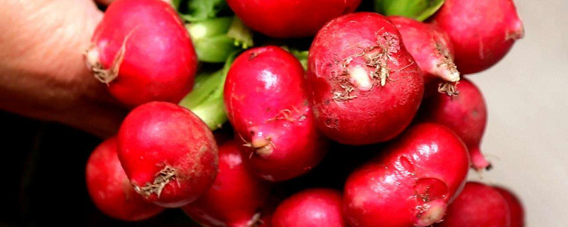 樱桃小萝卜的种植方法 樱桃小萝卜的种植方法和时间