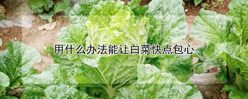 用什么办法能让白菜快点包心 怎样才能让大白菜包得紧
