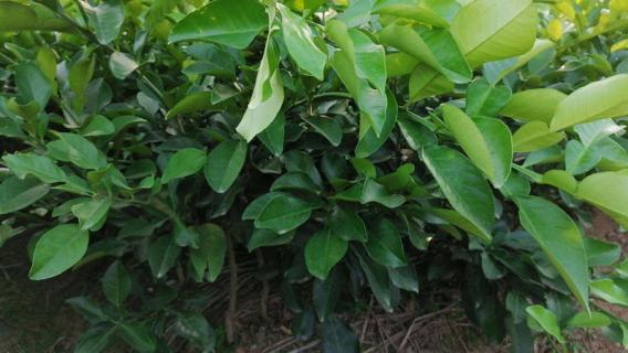 柚子树苗什么时候种植合适（柚子树苗什么时候种植合适图片）