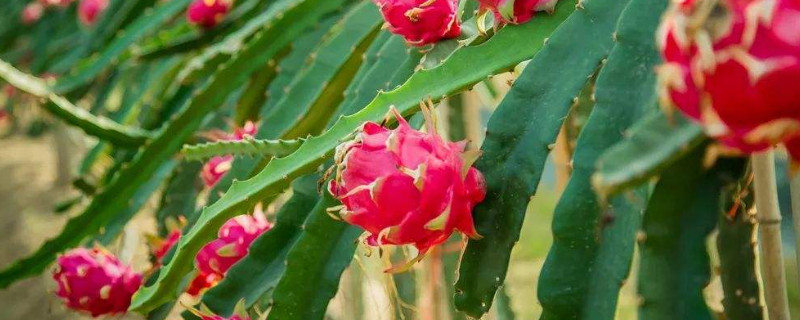 火龙果几月份成熟（海南火龙果几月份成熟）