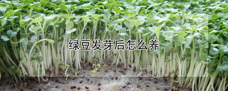 绿豆发芽后怎么养（绿豆发芽后怎么养护）