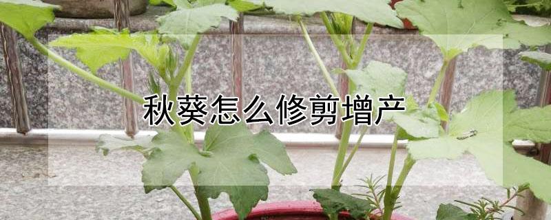 秋葵怎么修剪增产（秋葵怎么修剪增产的）