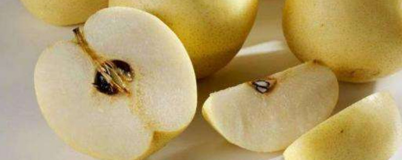 梨籽怎么催芽（梨籽怎么发芽）