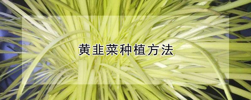 黄韭菜种植方法（黄韭菜怎么种植）