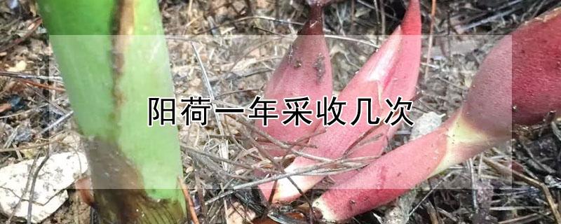 阳荷一年采收几次 阳荷什么时候能采