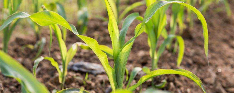 玉米苗被鸟吃怎么解决 种玉米怎样预防被鸟吃