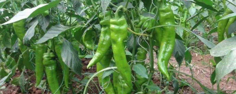 辣椒的病害主要有哪些 辣椒常见的病害有哪些?问问预防?