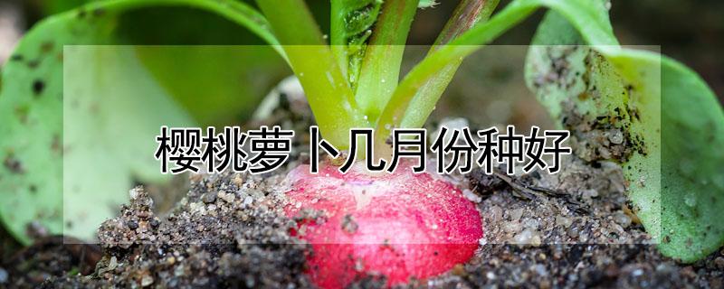 樱桃萝卜几月份种好 樱桃萝卜几月份种好吃