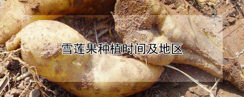 雪莲果种植时间及地区 雪莲果什么时间种植