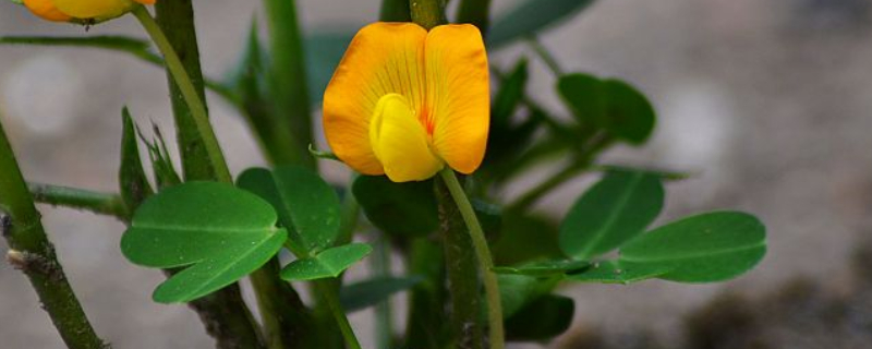 夏播花生种植时间（夏花生什么时候播种）