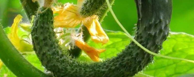 黄瓜长不直是什么原因 黄瓜长不大是什么原因