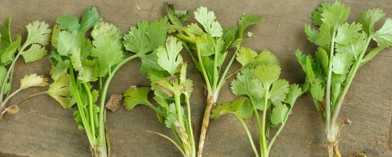 香菜徒长了就长不大了吗（香菜 徒长）