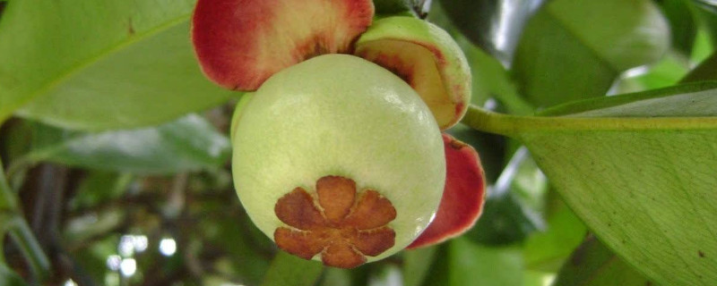 北方盆栽山竹的养殖方法 北方盆栽山竹的养殖方法和技术