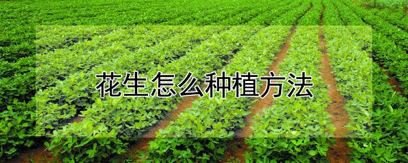 花生怎么种植方法（水培花生怎么种植方法）