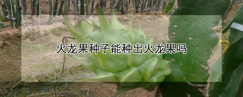 火龙果种子能种出火龙果吗（火龙果种子能种出火龙果吗）