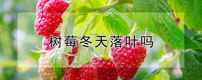 树莓冬天落叶吗（树莓冬天落叶吗为什么）