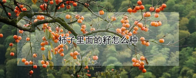 柿子里面的籽怎么种 柿子树的籽怎么种