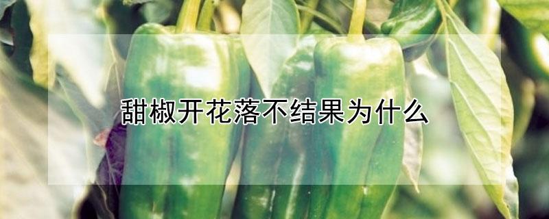 甜椒开花落不结果为什么（甜椒落花落果的原因）