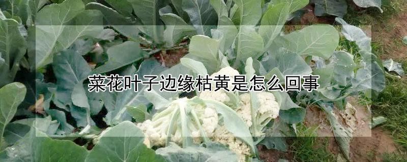 菜花叶子边缘枯黄是怎么回事 菜花叶子边缘枯黄是怎么回事儿