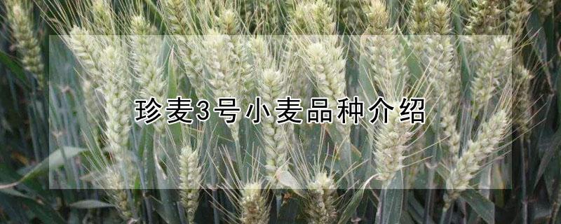 珍麦3号小麦品种介绍 山东优麦3号小麦种