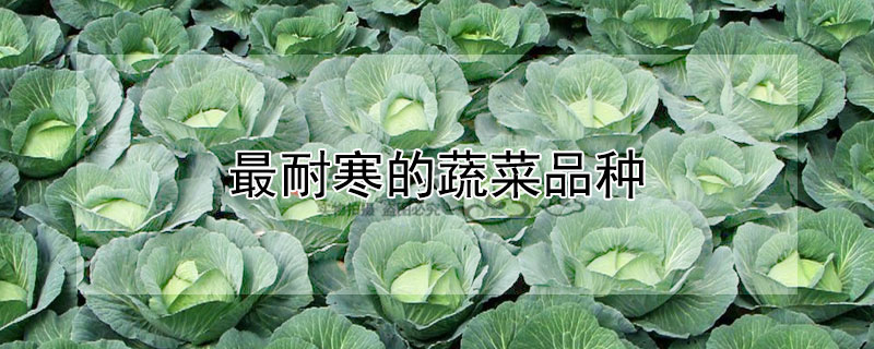 最耐寒的蔬菜品种（最耐寒的蔬菜品种是什么）