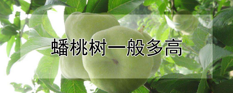 蟠桃树一般多高 蟠桃树能长多大