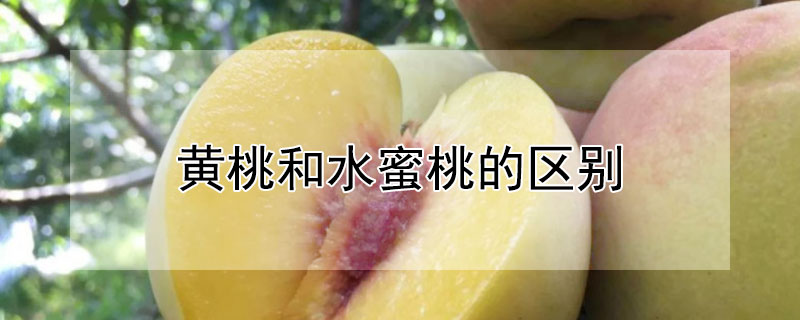 黄桃和水蜜桃的区别（黄桃和水蜜桃的区别是什么）