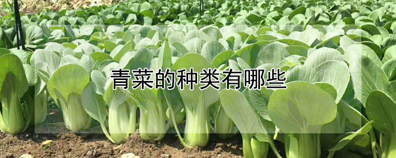 青菜的种类有哪些 请问一下青菜有多少个种类