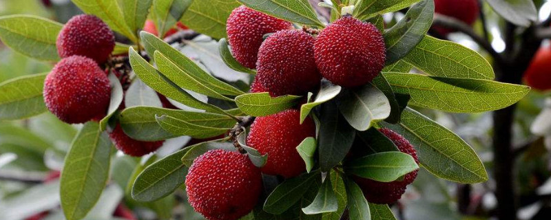 杨梅树的种植技术（杨梅树的种植技术和管理扬梅地里可套种挑树吗）