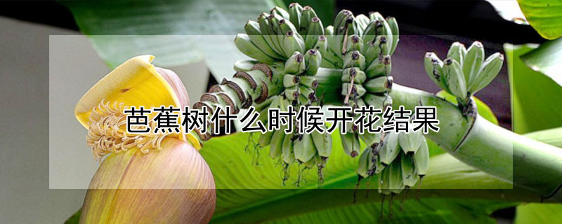 芭蕉树什么时候开花结果 芭蕉树会开花结果吗