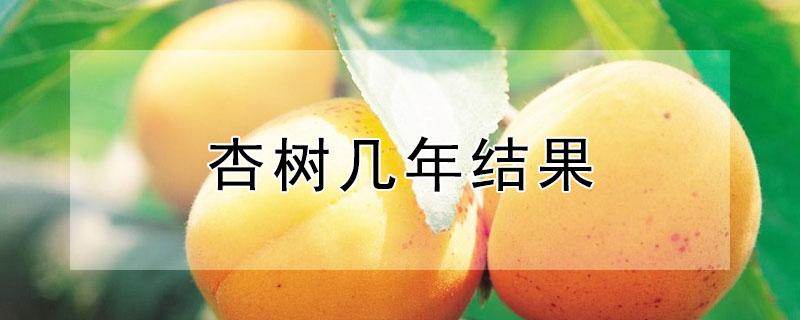杏树几年结果 杏树几年结果,成熟期是几月