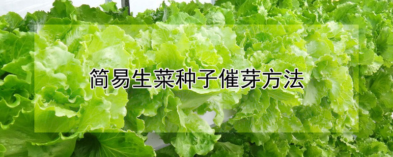 简易生菜种子催芽方法（生菜如何催芽播种）