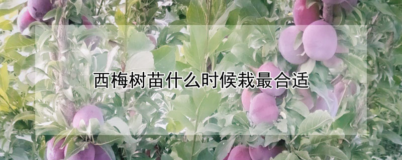 西梅树苗什么时候栽最合适（西梅树什么时候种最合适）