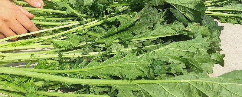 农村的腊菜是什么菜 农村的腊菜是什么菜啊