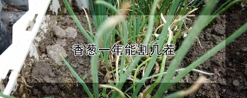 香葱一年能割几茬（香葱一年能割几茬种子）