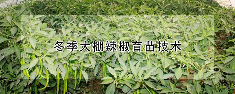 冬季大棚辣椒育苗技术（冬季大棚辣椒育苗技术要求）