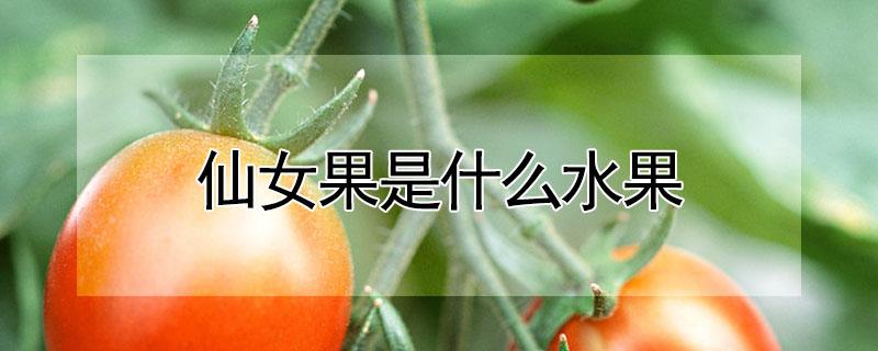 仙女果是什么水果 仙女果是水果吗