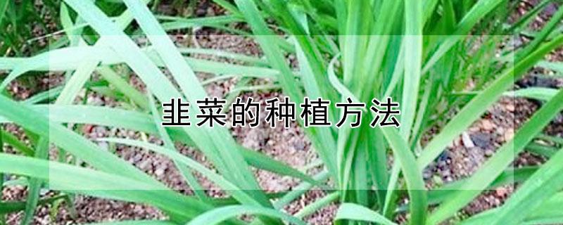 韭菜的种植方法 韭菜的种植方法以及注意事项