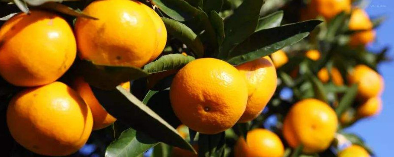 橘子树不结果怎么回事（橘树不结果是怎么回事）