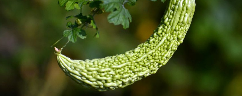 苦瓜种子怎么催芽育苗（苦瓜种子怎么催芽育苗方法）
