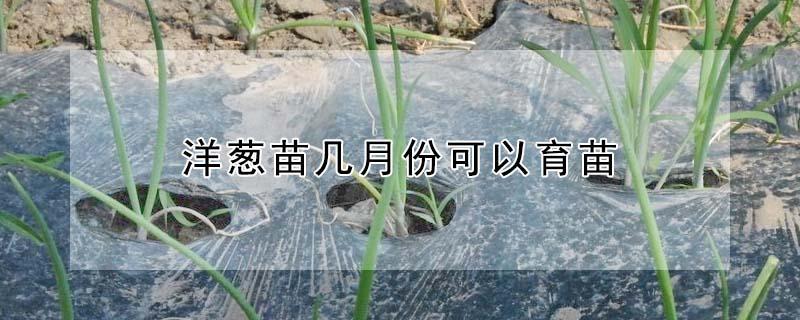 洋葱苗几月份可以育苗（洋葱几月份开始育苗?）