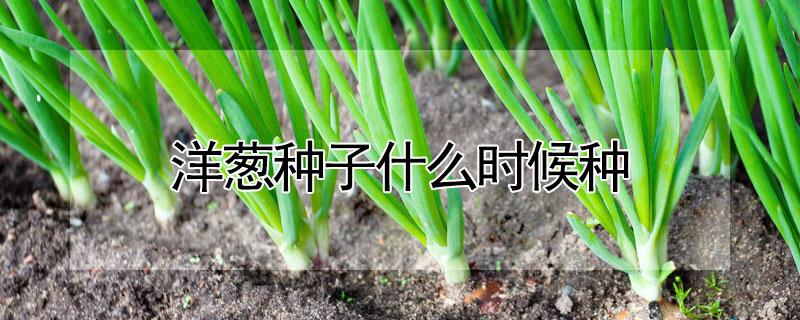 洋葱种子什么时候种（洋葱种子什么时候种植视频）