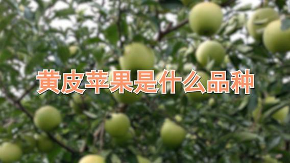 黄皮苹果是什么品种 苹果黄皮都有什么品种