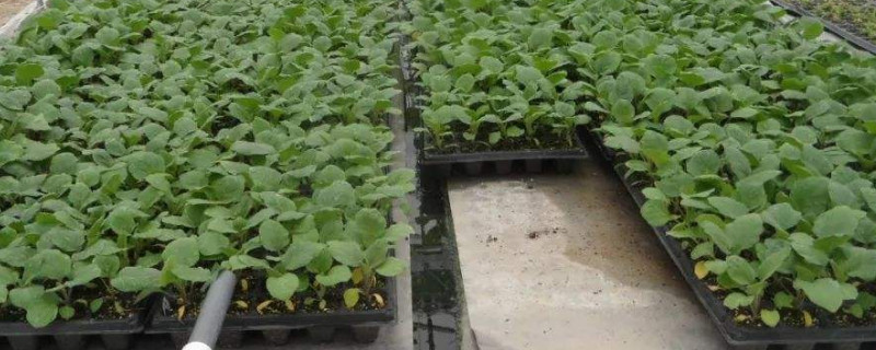 蔬菜怎么育苗（蔬菜怎么育苗好）