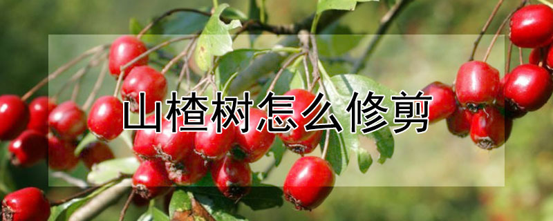 山楂树怎么修剪（三年的山楂树怎么修剪）