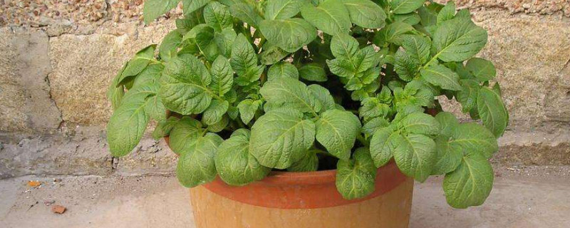 家庭花盆种土豆的方法（家庭花盆种土豆的方法季节）