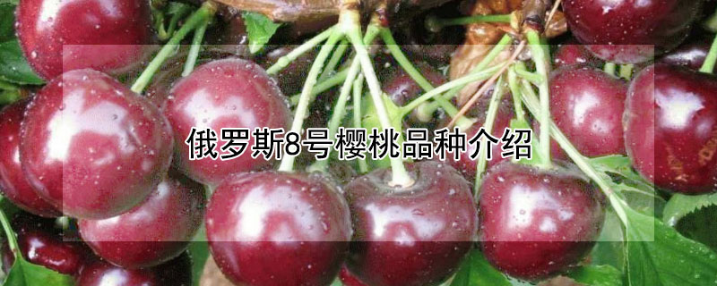 俄罗斯8号樱桃品种介绍（俄罗斯8号樱桃品种介绍及图片）