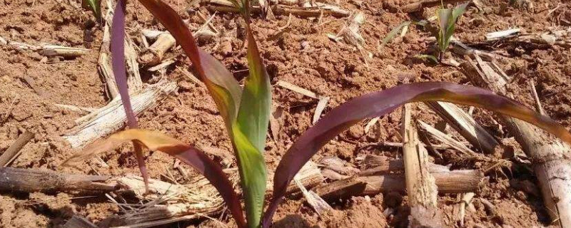 玉米紫苗怎么回事（玉米苗发紫怎么回事）